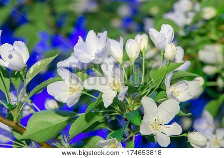apple-tree flowers. Spring garden - Blooming Tree. blossom apple tree. Beautiful blooming of apple trees over blue sky in spring par