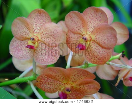 Orchideen