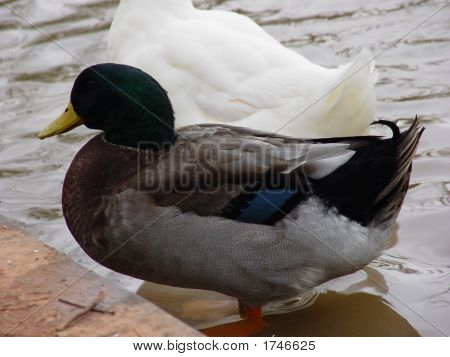 Ente