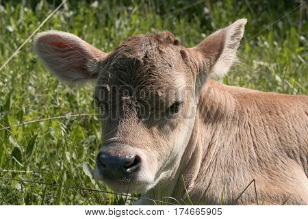 a young calf, pelegri to relax in a meadow in Sunny day