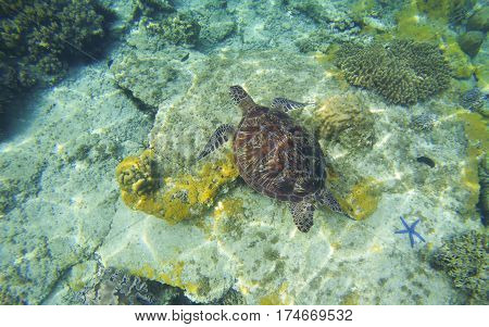 Sea turtle in transparent water. Snorkeling or diving with tortoise. Wild green turtle in tropical lagoon. Sea environment with animals and seaweeds. Oceanic ecosystem. Sea turtle near coral reef