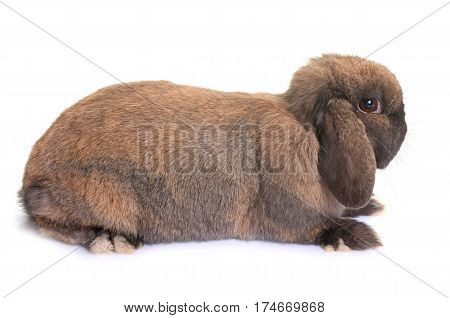 Dwarf lop-eared rabbit in front of white background
