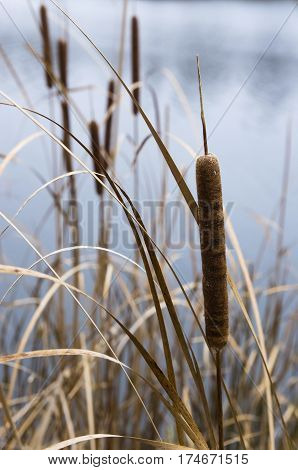 Cattails on the background of the pond