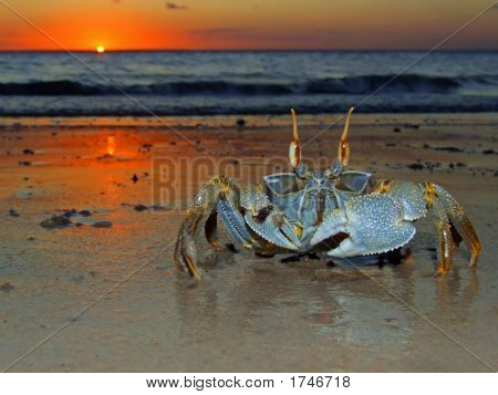Duch krab při západu slunce