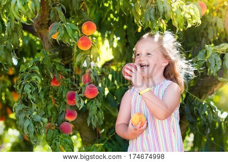 Child Picking And Eating Peach From Fruit Tree