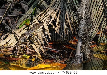 Baby Crocodile In Daintree Rainforest, Australia