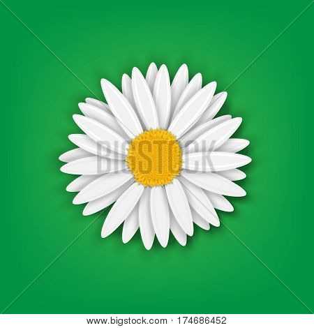 Chamomile Flower. Realistic. Spring. Nature. Vector illustration.