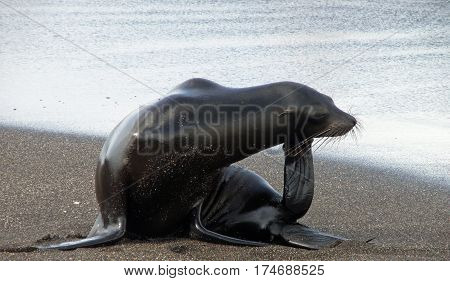 Galapagos sea lion on the beach scratching his chin