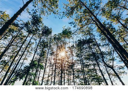 pine tree and sunlight on0 morning in green forest.