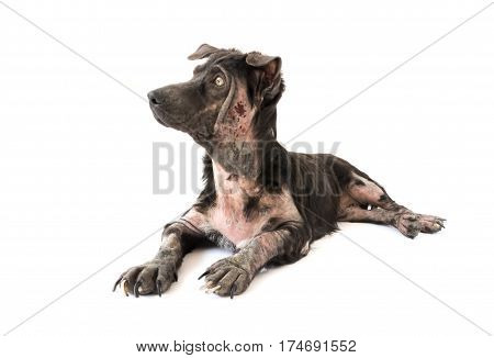 Dog sick leprosy skin problem with white background