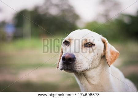 Wounded Dog Sitting On Green Grass