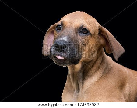 Brown puppy with big floppy ears on black background