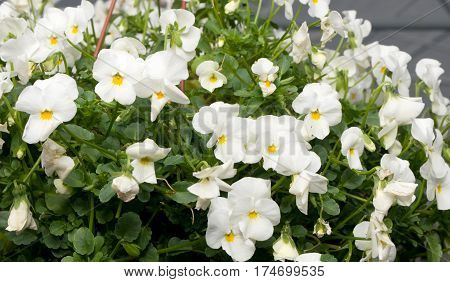 Several groveling and ordinary motley flowers day and night, the Latin name 