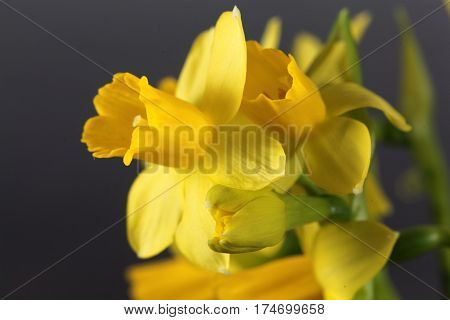 Flower of the Narcissus cyclamineus sort Tete a Tete.