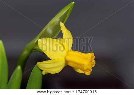 Flower of the Narcissus cyclamineus sort Tete a Tete.