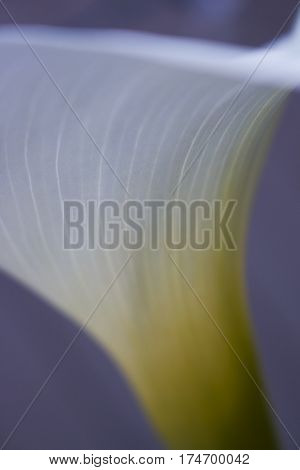 A close-up of a white Calla Lily flower.