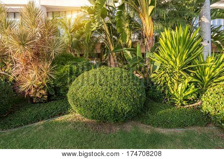 green coniferous shrubs shorn by round shape