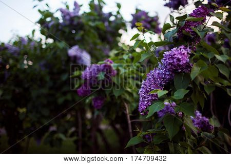 Lilac blooms. A beautiful bunch of lilac closeup. Lilac Flowering. Lilac Bush Bloom.