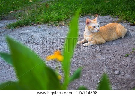 Red cat in the garden. Lovely ginger cat outside in summer garden. Cute orange cat lying near grass. Spring lawn with happy domestic animal. Adult cat with yellow eyes. Walk pet outdoor. Relaxed pet