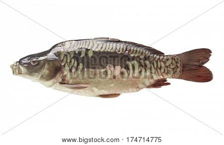 Fresh fish carp on a white isolated