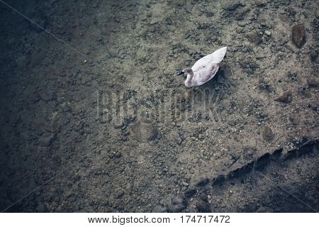 Aerial view of mute swan bird swimming on clear lake water surface