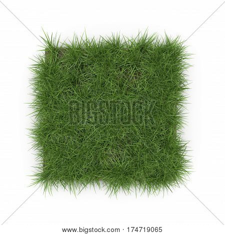 Square of Ryegrass Grass field over white background. Top view. 3D illustration