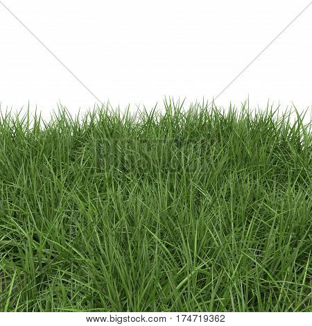 Ryegrass Grass field over white background. 3D illustration