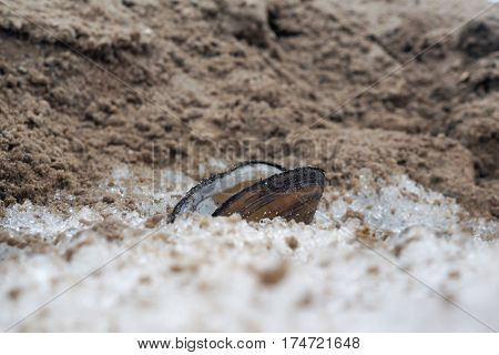 The river clam in the snow and sand