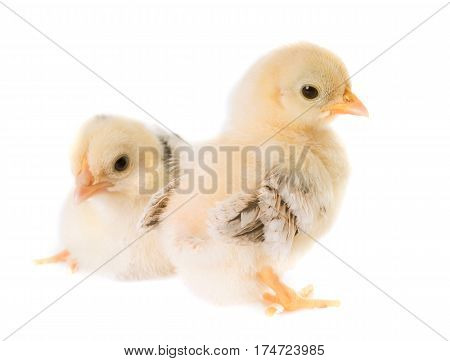 chick serama in front of white background