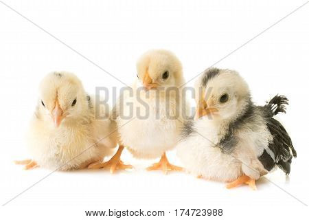 chick serama in front of white background