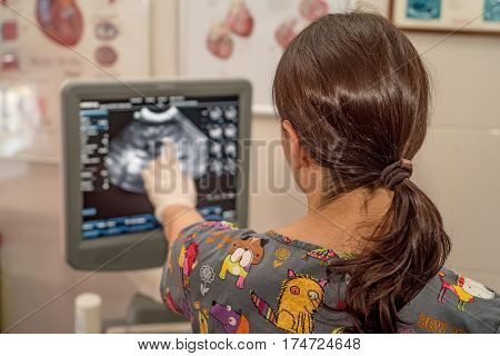 Veterinary physician uses ultrasound scan for examining pets' condition in hospital