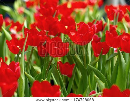 Beautiful red tulip blooming in the garden.