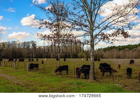 Commercial Angus crossbred cattle on an early spring pasture with blue sky and cumulous clouds