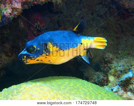 The surprising underwater world of the Bali basin, Island Bali, Lovina reef, boxfish
