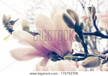 Styled Stock photo: France Paris, Spring Beautiful flower
