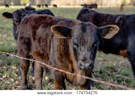 Angus crossbred calves behind a barbed wire fence in an early spring pasture