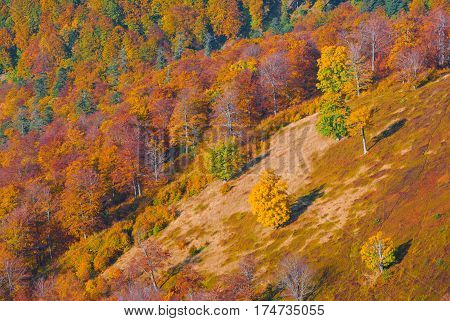 Bright colorful autumn forest on a Carpathian mountain hill