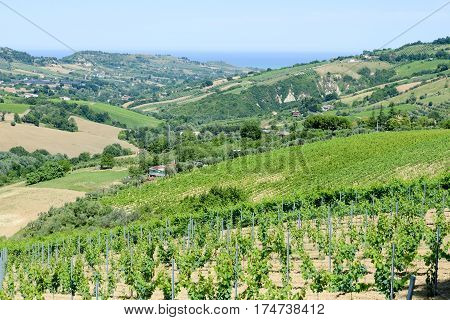 Rural Landscape On Marche