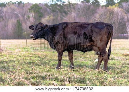 Angus crossbred cow standing in an early spring pasture