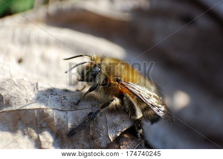 Wasp flies on dry leaf on sunny day