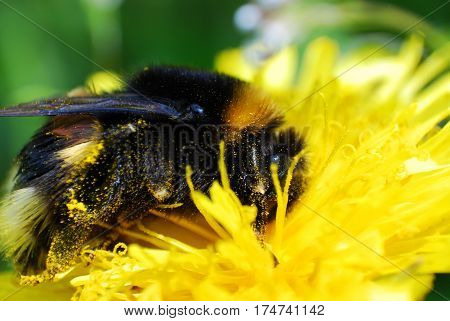 Bumble Bee on dandelion flower in springtime. Collecting nectar
