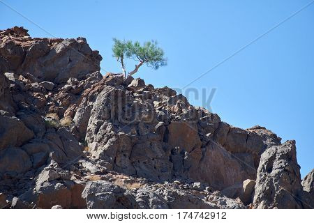 A shrub surviving in an inhospitable environment