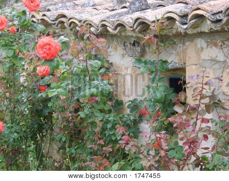 Rozen op muur