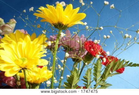 Flora