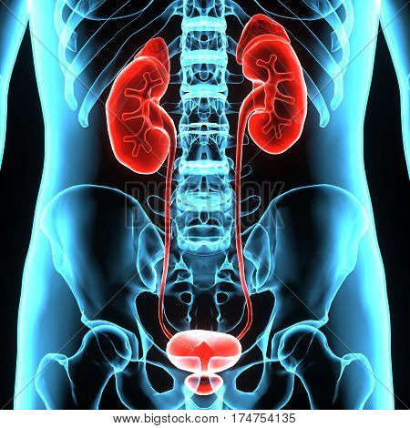 3D illustration of Human Body Organs (Kidneys with Urinary Bladder)