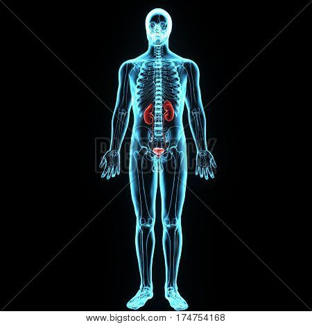 3D illustration of Human Body Organs (Kidneys with Urinary Bladder)