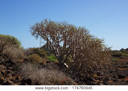 Arid territory of Lobos island, Canary, Spain. Euphorbia balsamifera plant. Tabaiba dulce. Lanzarote symbol
