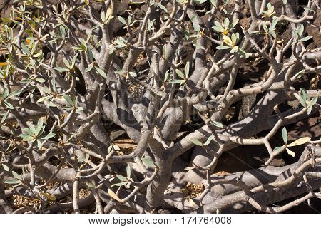 Arid territory of Lobos island, Canary, Spain. Euphorbia balsamifera plant. Tabaiba dulce. Lanzarote symbol