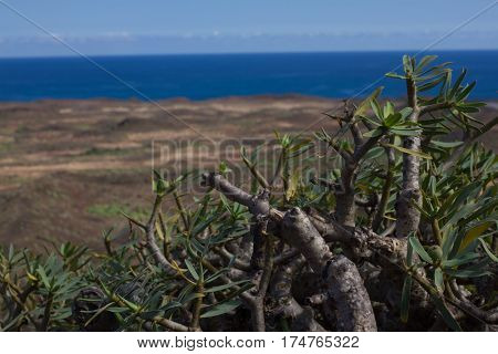 Arid territory of Lobos island, Canary, Spain. Euphorbia balsamifera plant. Tabaiba dulce. Lanzarote symbol