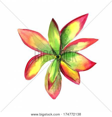 Wildflower succulentus flower in a watercolor style isolated. Full name of the plant: succulentus. Aquarelle wild flower for background, texture, wrapper pattern, frame or border.
